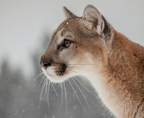 Mountain Lion