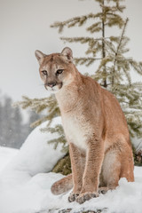 Mountain Lion