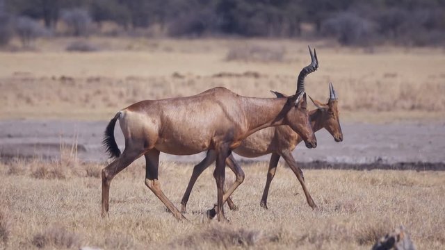 Adult hartebeest walking past young in medium pan shot on African grassland