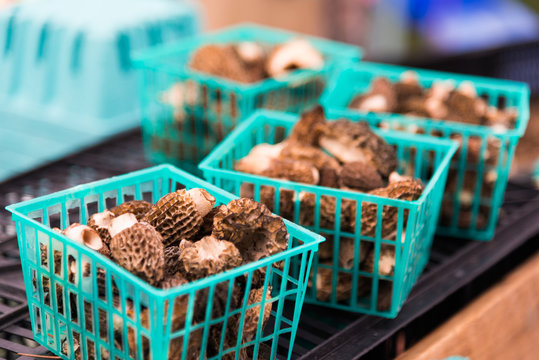 Morchella at Farmer's Market