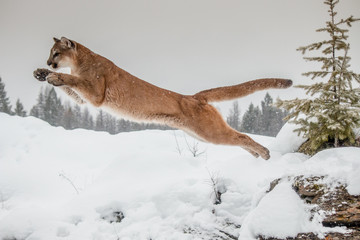 Mountain Lion