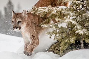 Mountain Lion