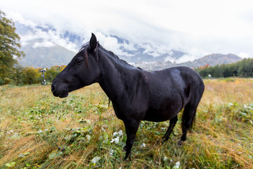 Wild horses on a meadow in mountains