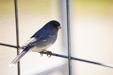 Dark-eyed Junco
