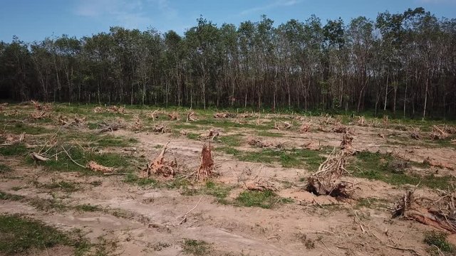 Deforestation. Logging