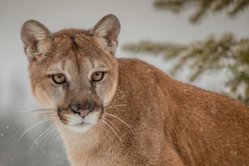 Mountain Lion