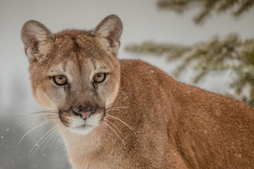 Mountain Lion