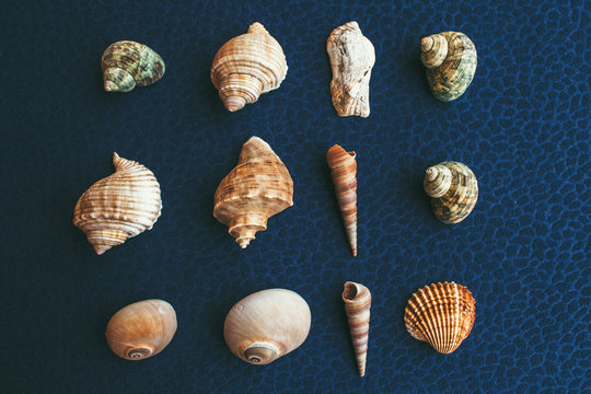 Seashells