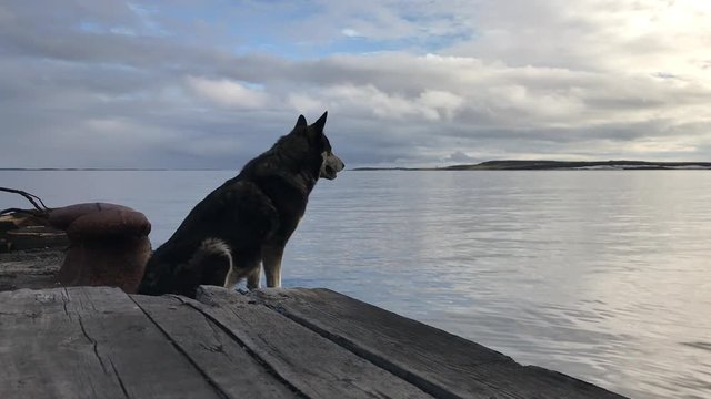 Big dog waits for the host along an old wooden pier.