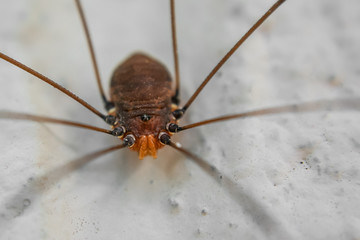 Daddy Long Leg Spider