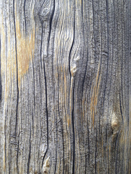 Close up of dead old growth Sierra Juniper tree