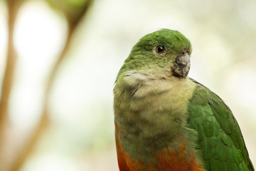 king parrot