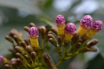 イッペーの花のつぼみ