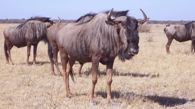 Tight shot of wildebeest gnu chewing cud on short grass African plane
