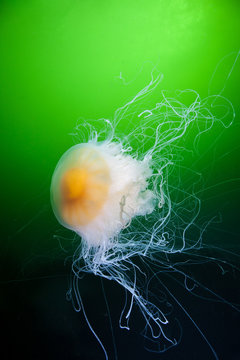 Large Egg Yoke Jellyfish tentacles extended feeding