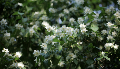jaśmin - białe kwiaty na gałęzi