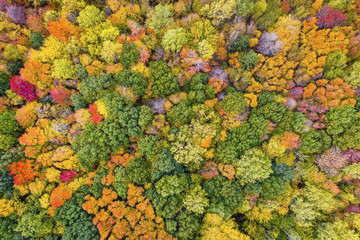 Top aerial view of colorful maple forest trees, autumn season. Michigan State, United States