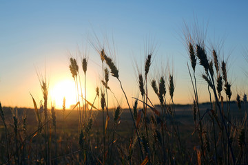 Fototapeta na wymiar silhouette of wheat ears after sunset closeup