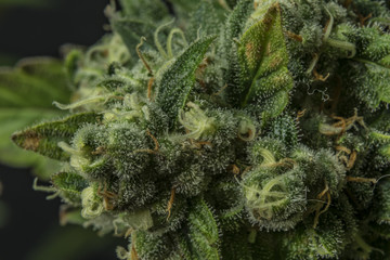 Macro detail of AK-47 variety of medical marijuana