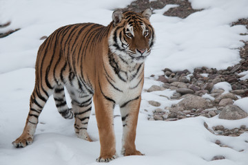 Siberian Tiger