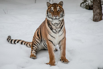 Fototapeta na wymiar Siberian Tiger