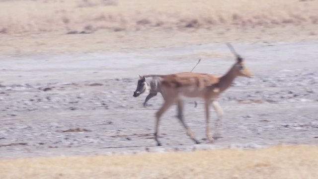 Warthog trotting past wildebeest and other game on its way to drink from a water hole