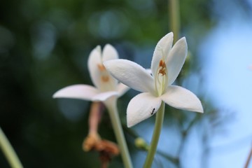Flowers lobes freshness in nature background