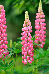 Pink Lupine Flower Closeup