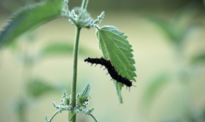 gąsienica jedząca liście pokrzywy- rusałka pawik