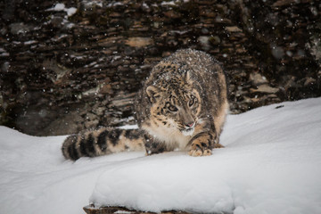 Snow  Leopard
