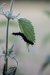 gąsienica jedząca liście pokrzywy- rusałka pawik © agarianna
