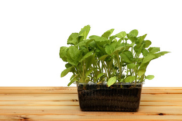 Fresh Green Sprout Isolated On White Background in peat pot