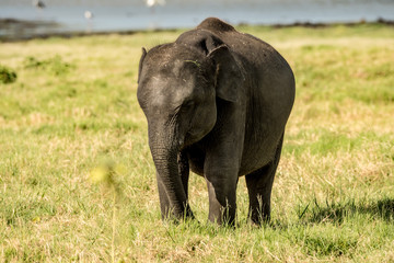 Fototapeta na wymiar Elephants in the wild