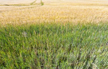 field . small depth of field
