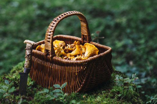 freshly hand picked chanterelle in a straw basket in the forest