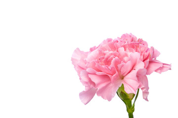 Single pink Carnation