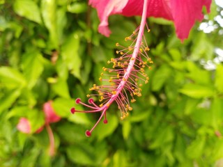 Beautiful Hibiscus Flower