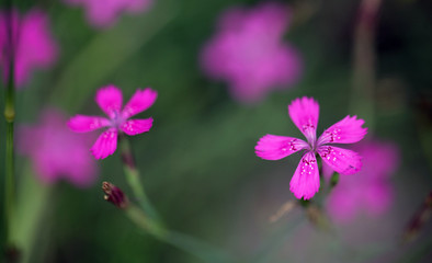 small purple flowers