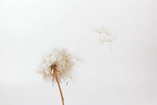 Fototapeta dandelion and its flying seeds