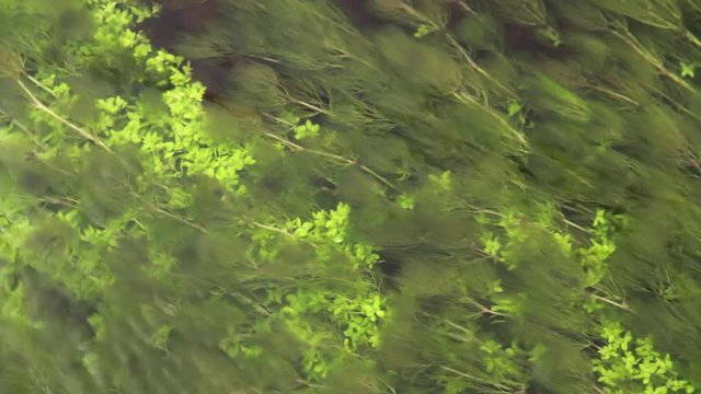 Colonia de Algas o plantas acuaticas verdes y marrones de rio con agua transparente moviendose suavemente con la corriente
