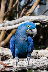 Hyacinth Macaw perched on a limb with head turned in profile