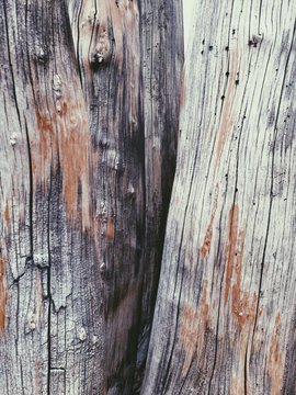 Dead Sierra Juniper tree