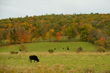 Fototapeta na wymiar Fall colors hillside with black angus cows in foreground