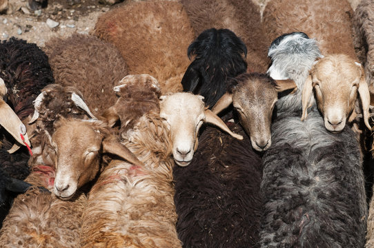 Sheep for sale, Livestock Bazaar, Kashgar, China.