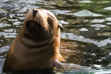 Sea Lion