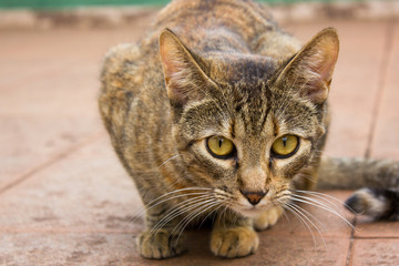 Cat Getting Ready To Attack