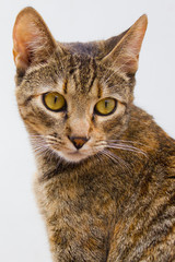 Cat With Yellow Eyes