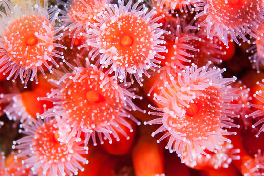 Pink Strawberry Anemones in a cluster