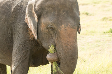 Fototapeta premium Elephants in the wild