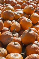 Pumpkin Pile